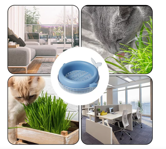 MACETERO DE CULTIVO HIERBA GATOS