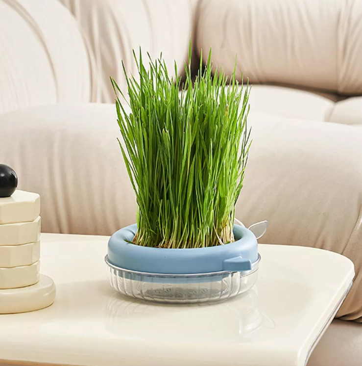 MACETERO DE CULTIVO HIERBA GATOS